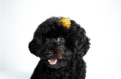 《马力欧+疯狂兔子：星耀之愿》首款DLC将于3月发售